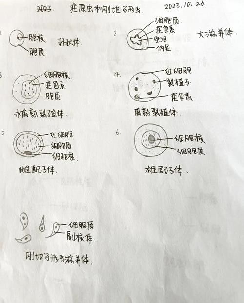 如何預防龍貓的寄生蟲感染？ 如何預防龍貓的寄生蟲感染？ 龍魚百科 第14張