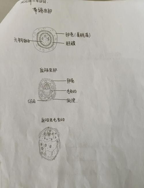 如何預防龍貓的寄生蟲感染？ 如何預防龍貓的寄生蟲感染？ 龍魚百科 第15張