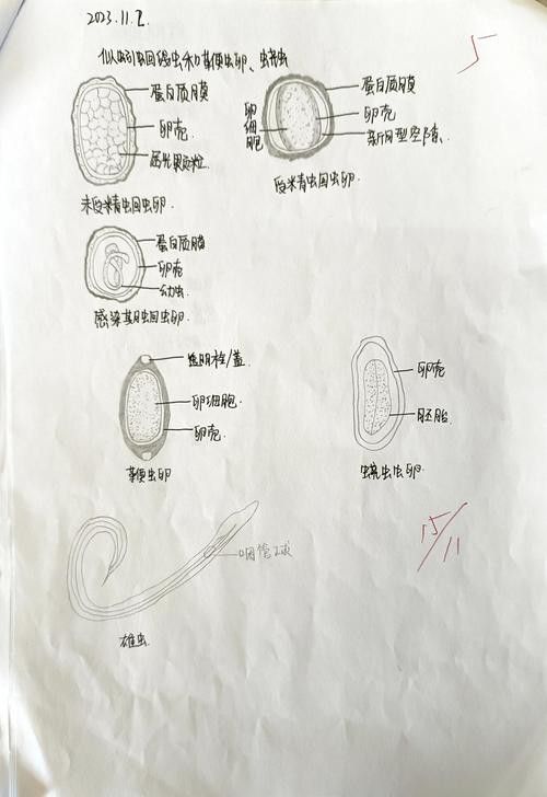 如何預防龍貓的寄生蟲感染？ 如何預防龍貓的寄生蟲感染？ 龍魚百科 第16張