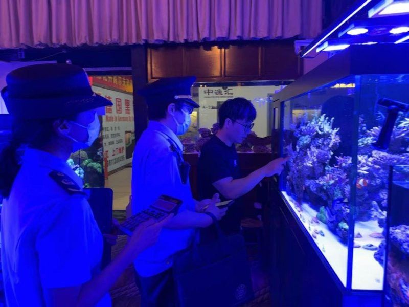 虎紋恐龍魚是保護動物嗎