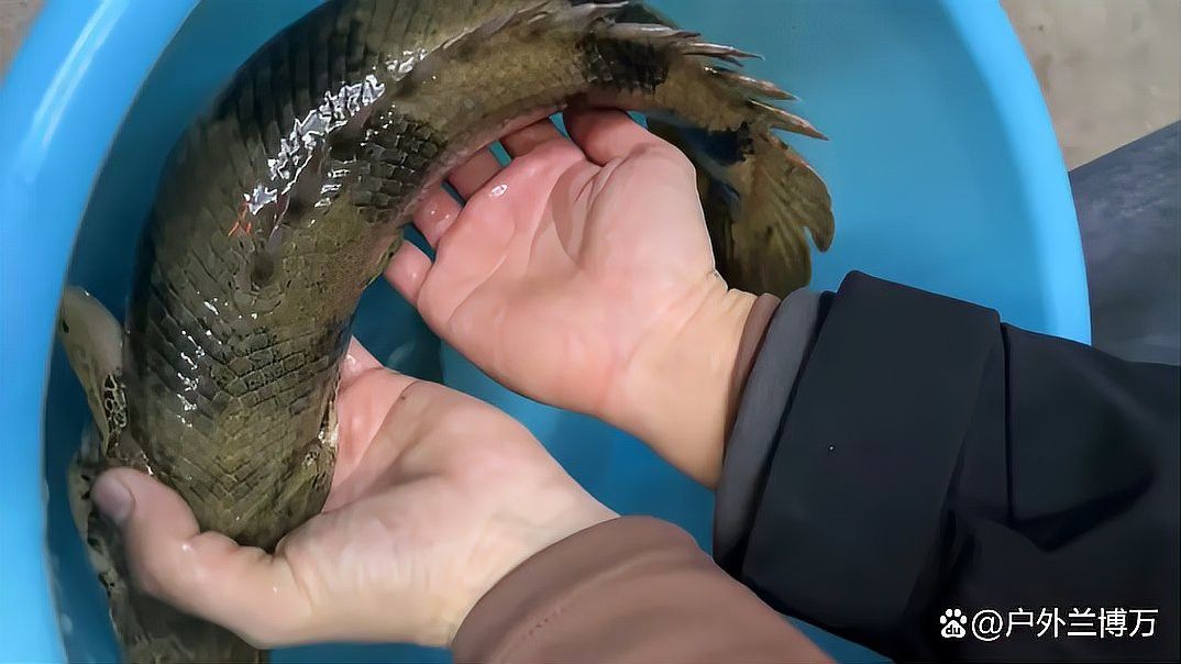 虎紋恐龍魚是保護動物嗎