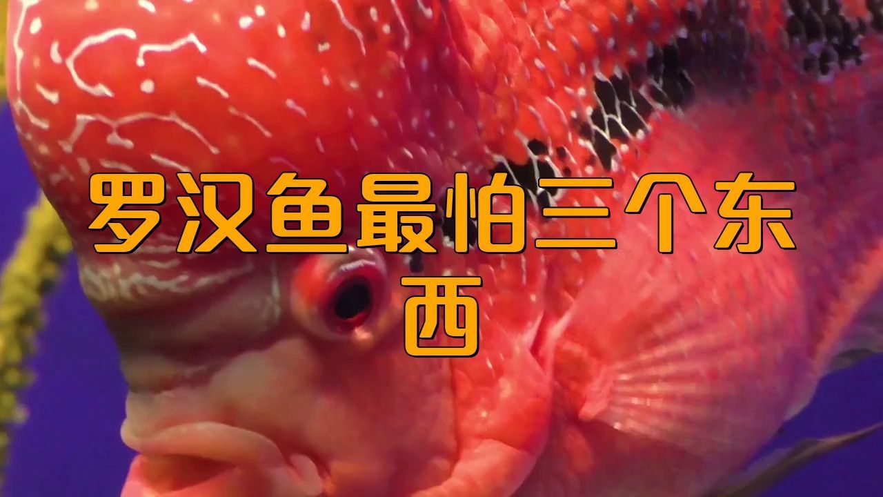 羅漢魚養(yǎng)一只的害處