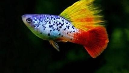 魔鬼刀魚 龍魚能混養嗎（關于魔鬼刀魚和龍魚是否能混養的問題并沒有直接的答案）