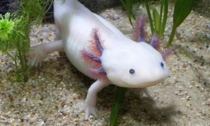 龍魚可以群養(yǎng)嗎有毒嗎