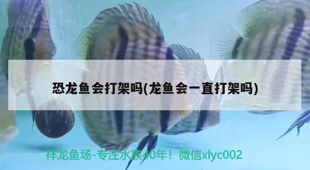 龍魚感染細菌怎么辦？：(混養龍魚打架怎么辦)-龍魚打架怎么辦