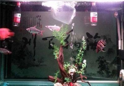 龍魚感染細菌怎么辦？：(混養龍魚打架怎么辦)-龍魚打架怎么辦