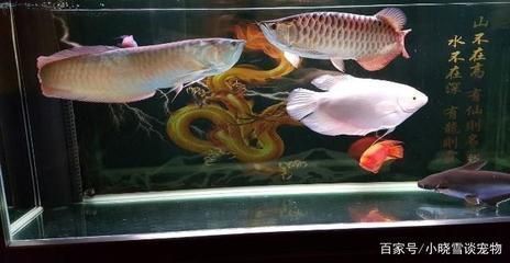 龍魚感染細菌怎么辦？：(混養龍魚打架怎么辦)-龍魚打架怎么辦