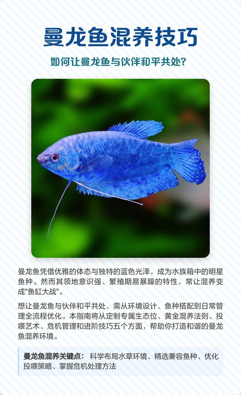 曼龍魚(yú)混養(yǎng)需要多久適應(yīng)？
