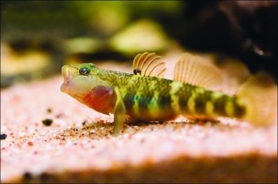 龍魚會睡覺嗎？：龍魚確實會睡覺，但它們的睡眠狀態與其他動物有所不同