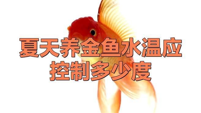 如何判斷龍睛金魚是否健康？