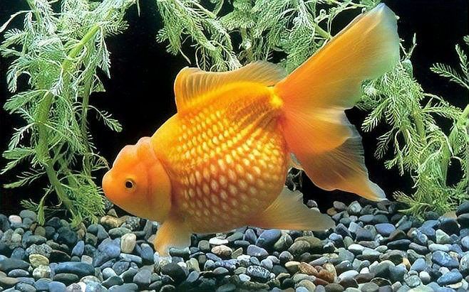 如何判斷龍睛金魚是否健康？