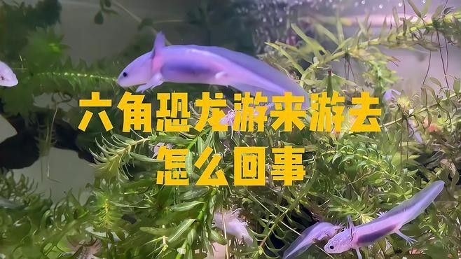 恐龍魚在缸里不停的游動怎么辦呢