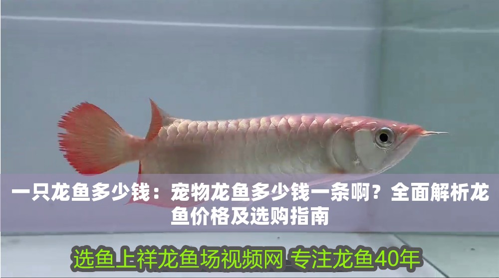 一只龍魚多少錢：寵物龍魚多少錢一條??？全面解析龍魚價格及選購指南