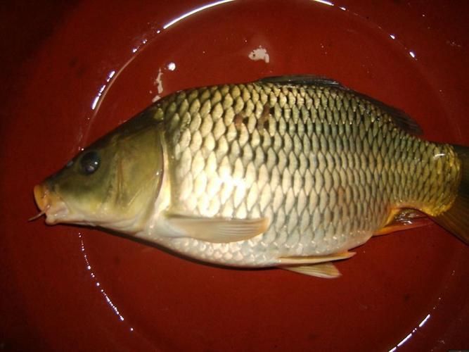 鯉魚的圖片