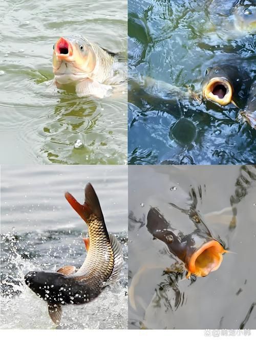 鯉魚的圖片