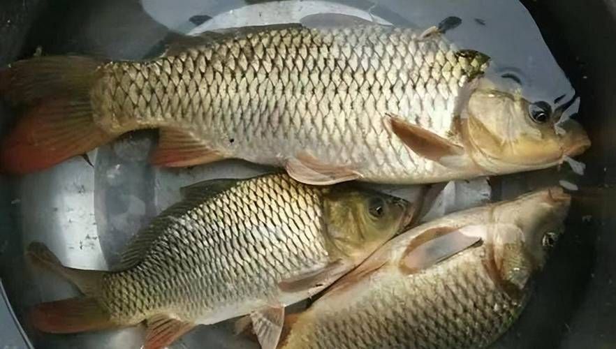 鯉魚的圖片