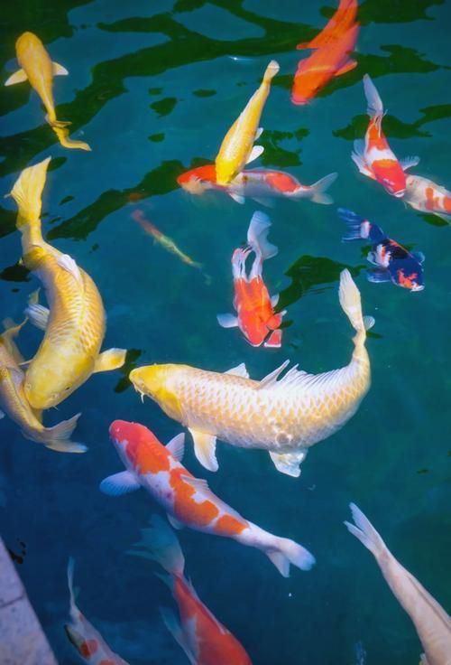 鯉魚的圖片