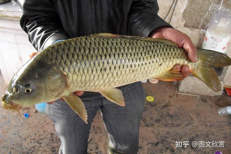 鯉魚的圖片