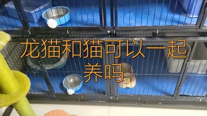 龍貓和貓能和平相處嗎？