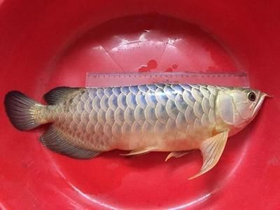 龍魚要死了：龍魚死亡前可能出現的征兆