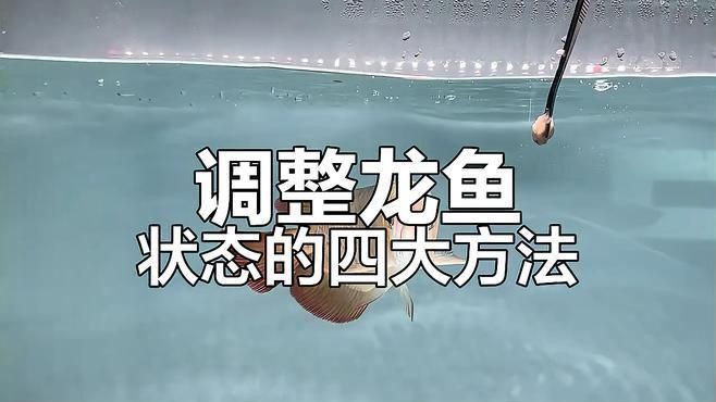 如何判斷龍魚是否恢復健康？ 如何判斷龍魚是否恢復健康？ 龍魚百科 第5張