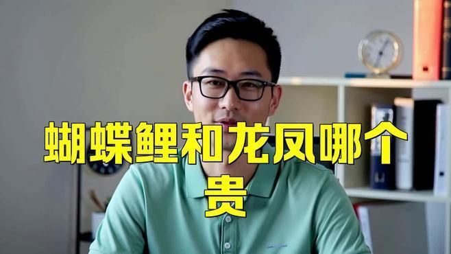 龍鳳鯉比蝴蝶鯉貴的原因