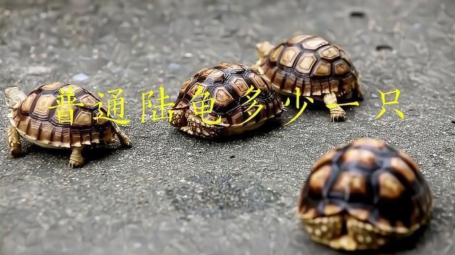 陸龜多少元一只