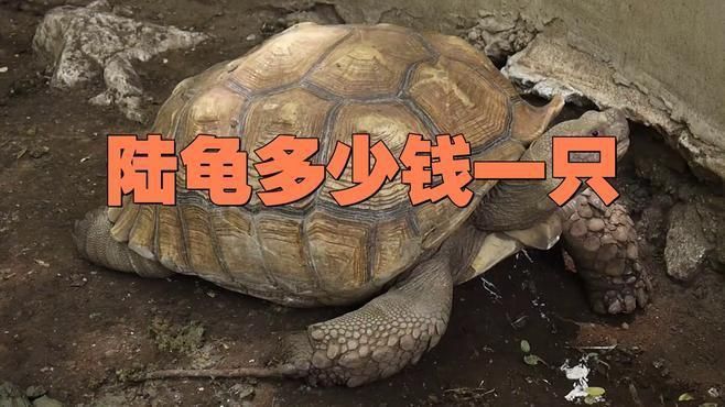 陸龜多少元一只