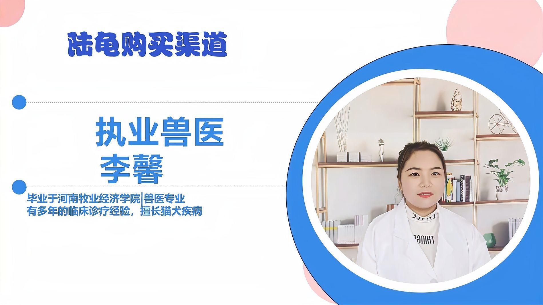 陸龜多少元一只