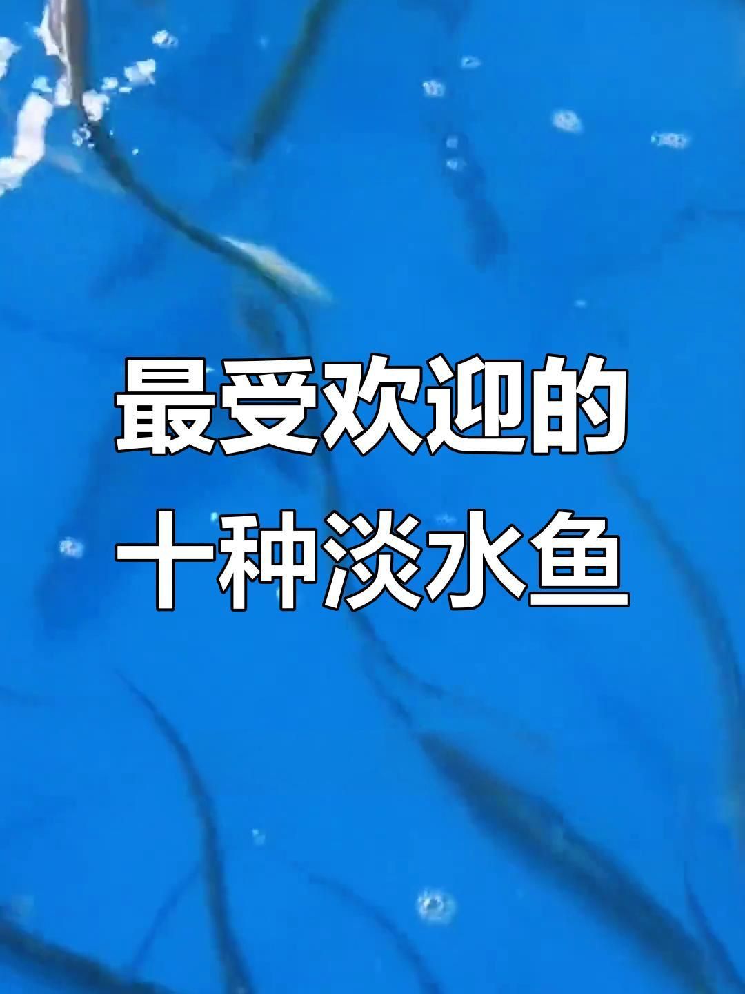 全國魚十大名牌