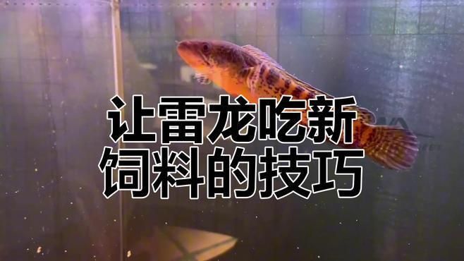 雷龍不吃飼料怎么辦