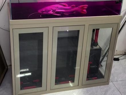 龍魚飼料魚如何消毒的視頻