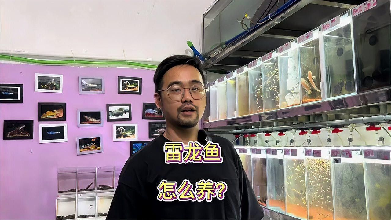 雷龍魚怎么喂 雷龍魚怎么喂 龍魚百科 第1張