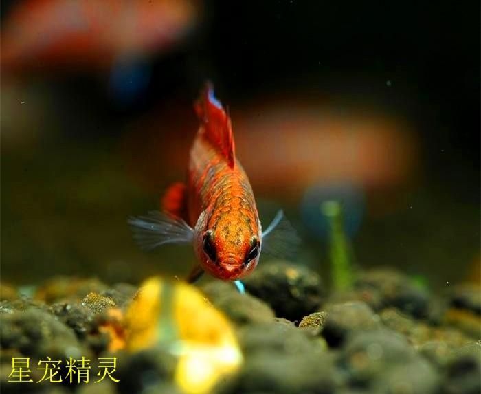 龍魚變色全過(guò)程圖片視頻播放：龍魚變色過(guò)程