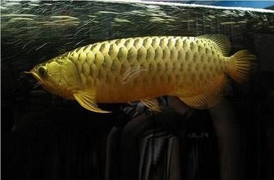 青島畫金龍魚的畫家叫什么：青島地區(qū)畫金龍魚的畫家叫什么青島畫金龍魚的畫家叫什么