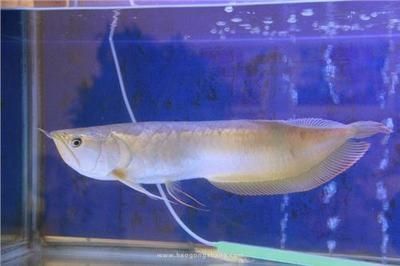 龍魚可以一起養幾條嗎，如何判斷龍魚的領地意識，龍魚混養的最佳魚缸尺寸