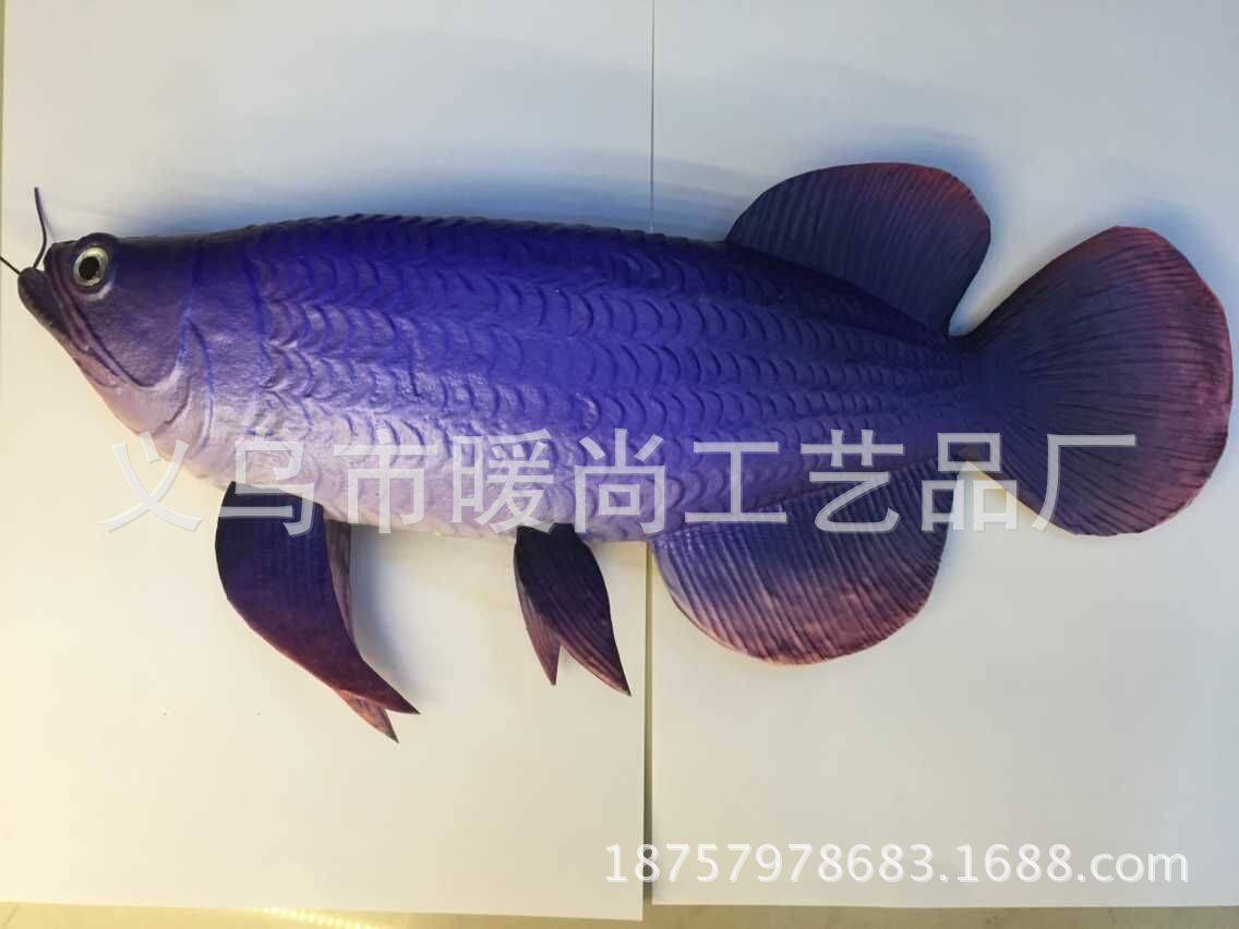 金龍魚翹嘴魚【“金龍魚翹嘴魚”是一種好養的觀賞魚】