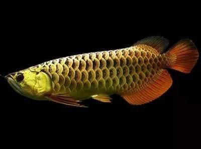 龍魚錯鱗原因：龍魚錯鱗可能是由于遺傳因素導致的，可能是多方面的