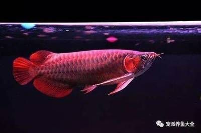 紅龍魚只長長不長寬【紅龍魚的飼養(yǎng)技巧與體型影響因素】 龍魚百科 第4張 紅龍魚只長長不長寬【紅龍魚的飼養(yǎng)技巧與體型影響因素】 紅龍魚只長長不長寬【紅龍魚的飼養(yǎng)技巧與體型影響因素】 龍魚百科 第4張