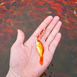 紅龍魚為什么黃皮(紅龍魚的皮膚顏色發黃可能由多種因素導致) 龍魚百科 第3張 紅龍魚為什么黃皮(紅龍魚的皮膚顏色發黃可能由多種因素導致) 紅龍魚為什么黃皮(紅龍魚的皮膚顏色發黃可能由多種因素導致) 龍魚百科 第3張