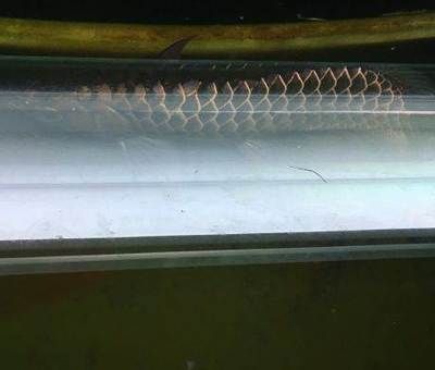 武吉美拉金龍魚沒有珠鱗：“武吉美拉金龍魚沒有珠鱗”是不準確的，延伸延伸閱讀延伸