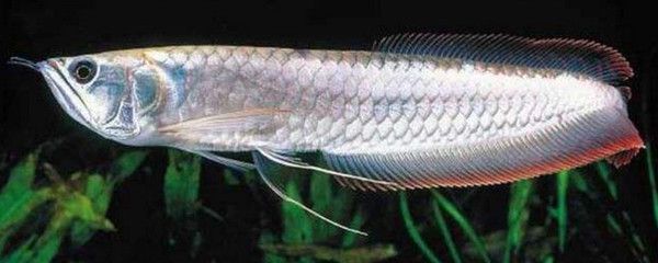 銀龍魚自制魚餌食譜：銀龍魚的自制魚餌食譜