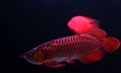 龍魚需要多深的水體（關于龍魚所需水深的一些問題）