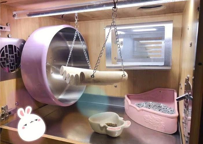 龍貓雙養需要哪些玩具？