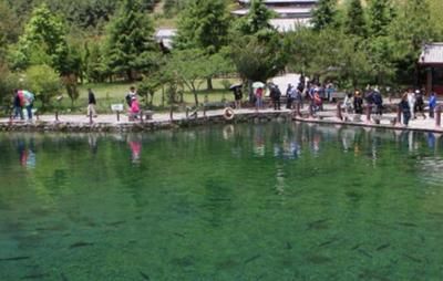 白玉龍魚好養嗎怎么養：白玉龍魚養殖技巧