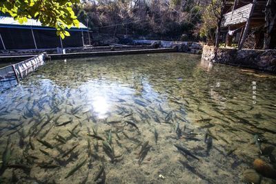 白玉龍魚好養嗎怎么養：白玉龍魚養殖技巧