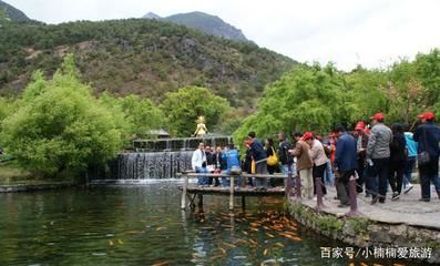 白玉龍魚好養嗎怎么養：白玉龍魚養殖技巧