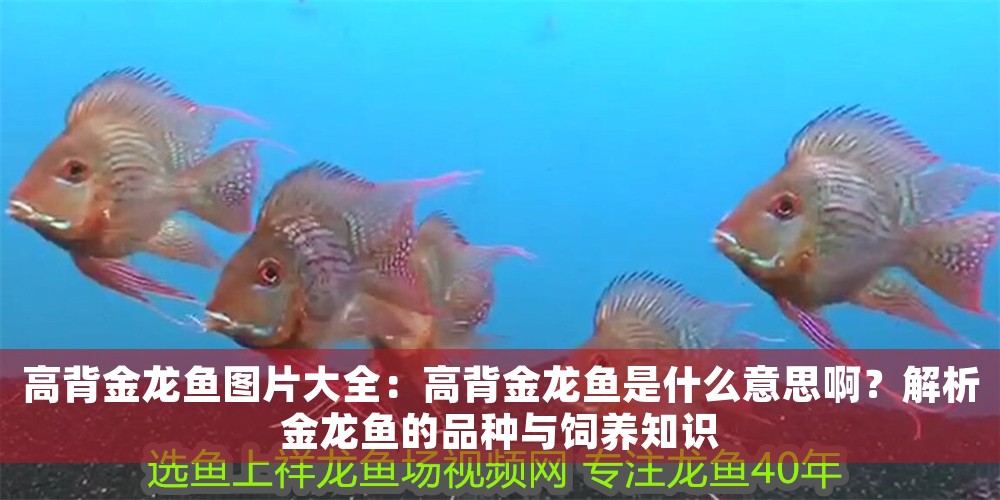 高背金龍魚圖片大全：高背金龍魚是什么意思啊？解析金龍魚的品種與飼養知識