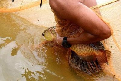 野生的金龍魚有哪些（關(guān)于野生金龍魚的相關(guān)信息）