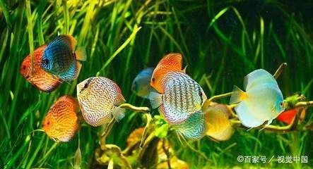 怎么判斷金龍魚發情了（關于金龍魚發情的一些常見特征）